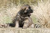 LEONBERG 679